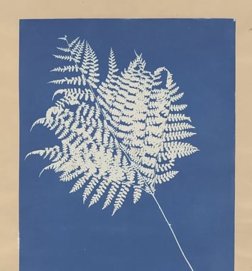 Atelier Cyanotype, photographie à Saint-Laurent-du-Maroni le 18 septembre 2026