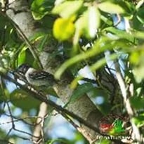Sortie ornithologique avec Muntu Gwiyann