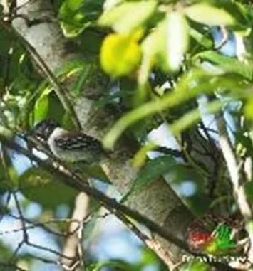 Sortie ornithologique avec Muntu Gwiyann