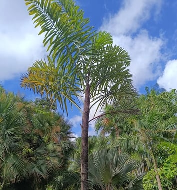 Visite du jardin de M. et Mme Mazeau